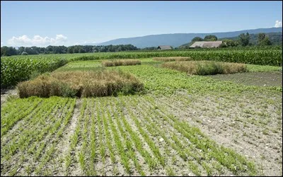 Quelle science étudie les mauvaises herbes ?