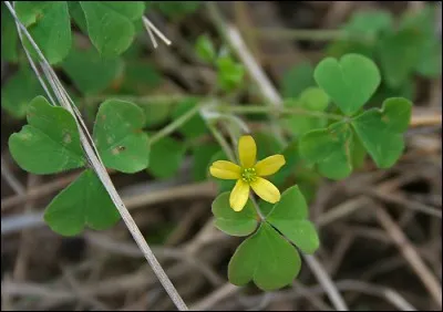Au Japon, les oxalis corniculés symbolisent la protection contre les ...