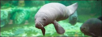 À quel ordre appartient le lamantin ?