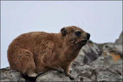 À quel ordre appartient le daman ?