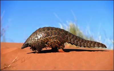 À quel ordre appartient le pangolin ?