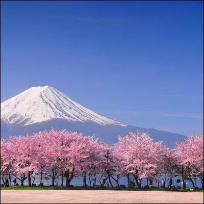 C'est le point culminant du Japon et, heureusement, il n'est point très actif étant donné que sa dernière éruption remonte à 1707. Ce volcan est une destination extrêmement populaire pour les Japonais, en raison de sa forme caractéristique et surtout du symbolisme religieux traditionnel qu'il représente. Quel est son nom ?
