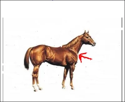 Comment se nomme la partie désignée ?