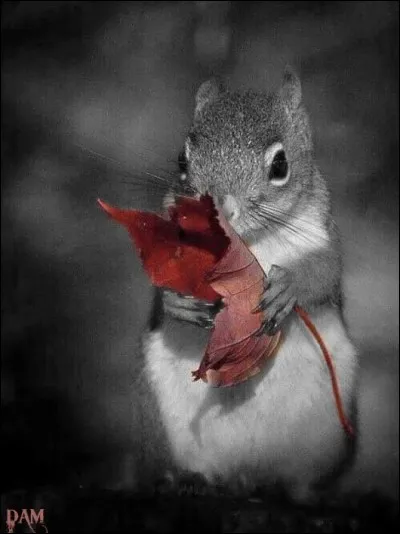 Les petits-gris se fondent dans le paysage d'automne ! Qu'est-ce qu'un petit-gris ?