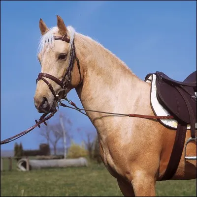 Choisis tes enrênements.