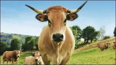 Une vache possède 4 estomacs.