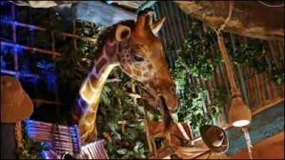 Comment s'appelle la boutique où l'on peut voir une girafe ?