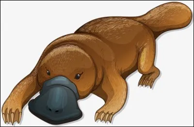 Trouvez le nom de l'animal !