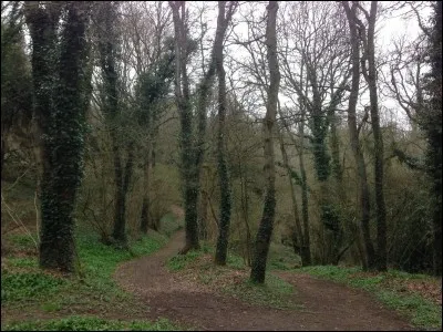 Quel mot est intrus ?