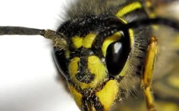Quiz Insectes