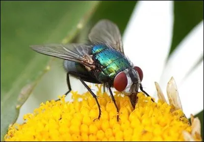Ensuite, la mouche. La mouche est le plus souvent regardée par l'homme comme un insecte malpropre et vecteur de maladies comme le typhus ou le choléra. Mais quelle est la durée de vie d'une mouche domestique ?