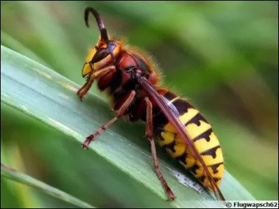 Passons au frelon. Cette insecte qui rien que son bourdonnement te fait froid au dos. En l'observant de plus près, pouvez-vous me dire combien mesure une reine ?