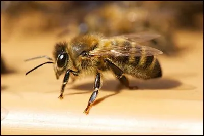 Et l'abeille. Elles volent de fleur en fleur à la recherche de nourriture. Elles récolte ainsi dans la nature nectar, propolis, millet et pollen. Ensuite, elles transforment une partie de leur récolte en produit(s) dérivé(s) :