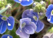 Quiz Fleurs bleues