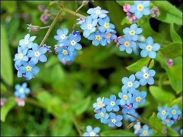 Comment se nomme cette fleur?