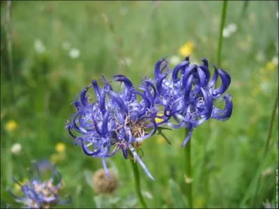 Comment se nomme cette fleur?