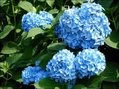 Comment se nomme cette fleur?