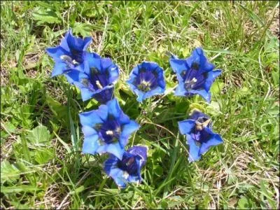 Comment se nomme cette fleur?