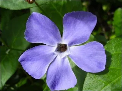 Comment se nomme cette fleur?