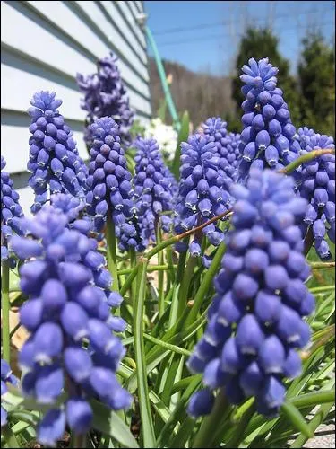 Comment se nomme cette fleur?