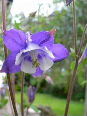 Comment se nomme cette fleur?