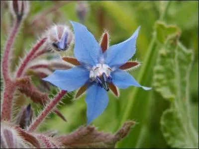 Comment se nomme cette fleur?