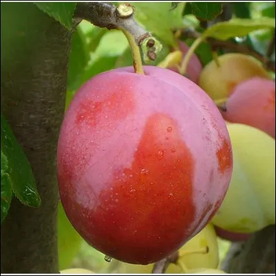 Quelle est cette prune ?