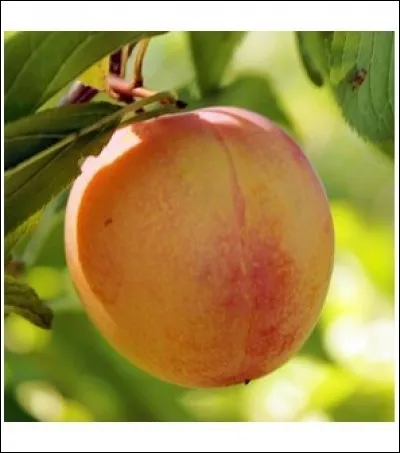 Quelle est cette prune ?