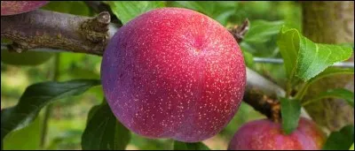 Quelle est cette prune ?