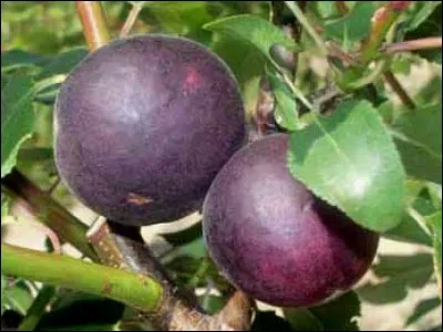 Quelle est cette prune ?