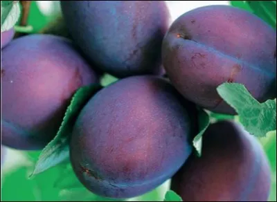 Quelle est cette prune ?