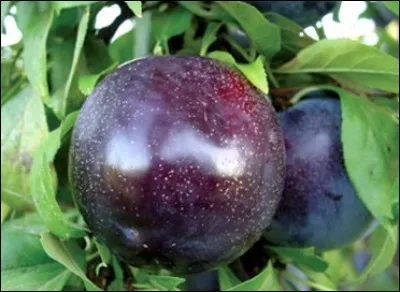 Quelle est cette prune ?