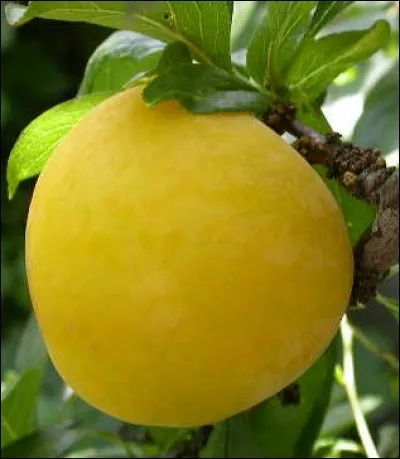 Quelle est cette prune ?