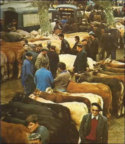 Un marchand de chevaux est un...