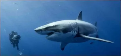 Sur cette photo, voici l'animal le plus dangereux du monde, responsable de millions de morts chaque année, et, à côté de lui, un être vivant nageant tranquillement... Sélectionnez la photo qui représente ce monstre !