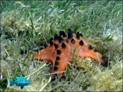 L'étoile de mer est :