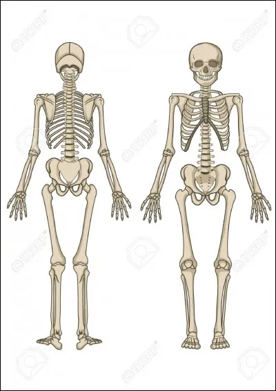 Combien d'os se trouvent dans un squelette d'adulte humain ?