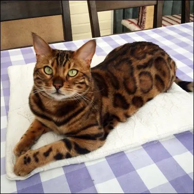 Quelle est cette race de chats ?