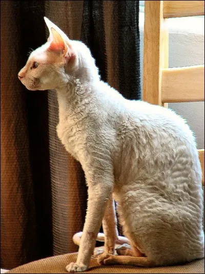 Quelle est cette race de chats ?