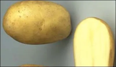 Quelle est cette pomme de terre ?