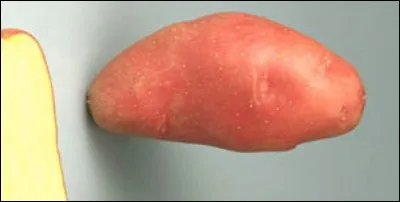 Quelle est cette pomme de terre ?