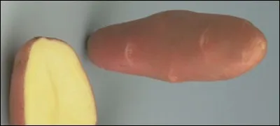 Quelle est cette pomme de terre ?