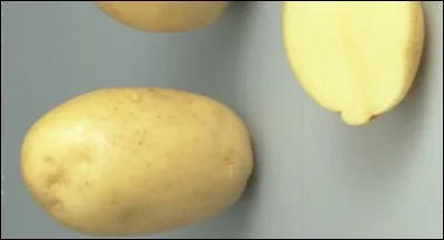 Quelle est cette pomme de terre ?