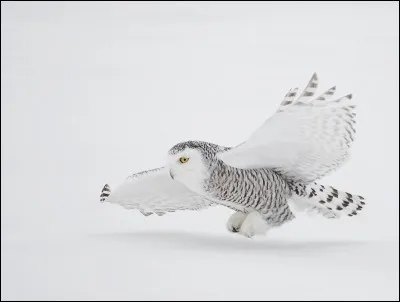 Quel est cet oiseau, l'un des emblèmes du Québec ?