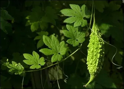 Quelle est cette cucurbitacée ?