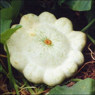 Quelle est cette cucurbitacée ?