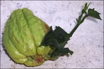 Quelle est cette cucurbitacée ?