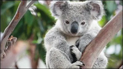 Aimez-vous avoir un koala chez vous ?