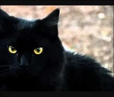 Quelle est la petite amie de Plume de Jais dans "Minuit" et "Clair de Lune" ?