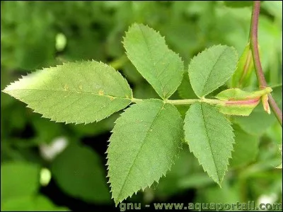 Quelle couleur le pigment chorophyle produit-il chez les plantes ?